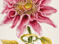 babikov camille, babikov kamil, man778, бабиков камиль